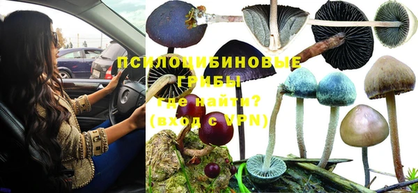 спиды Богданович